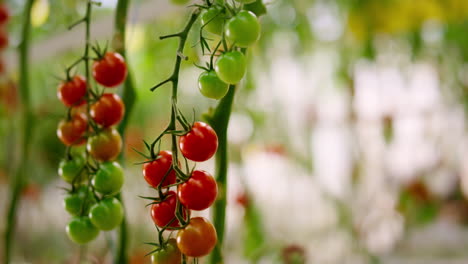 tomate de cereza verde rojo colgando de la rama de la planta de cerca. industria de comida vegetariana.
