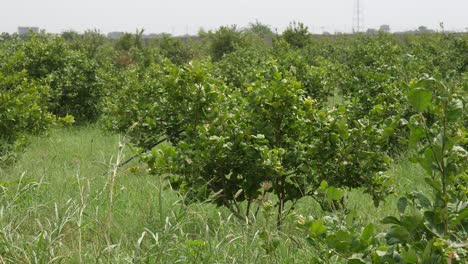 Mariposas-Friéndose-Alrededor-De-La-Plantación-De-Cultivo-De-Pomelo-En-Sindh,-Pakistán