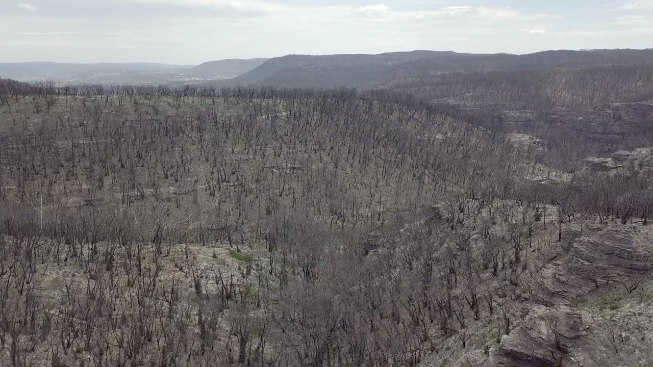 A Forest around 8 month after the Australian Bushfires 19-20
Blue Mountains Nationalpark