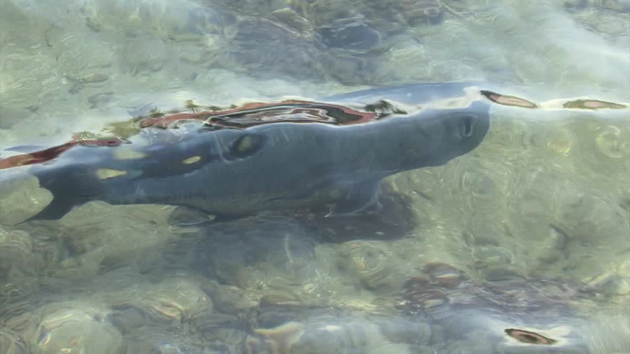 파페에테, 타히티, 프랑스령 폴리네시아의 열대어