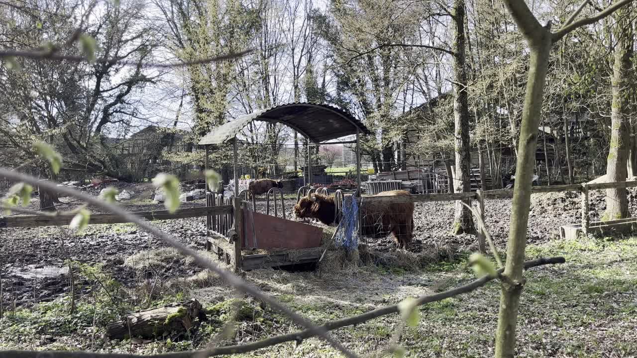 버팔로는 편안하게 음식을 먹습니다.