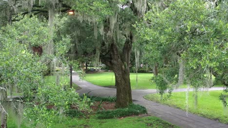 k drone southern spanish moss in trees crane