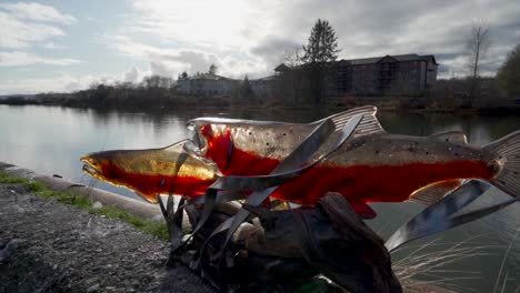 Salmón-De-Vidrio---Movimiento-En-Cámara-Lenta-De-Una-Escultura-Encaramada-En-El-Sol-Reluciente-Junto-Al-Río