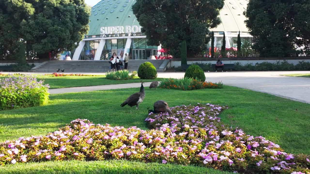 Peacocks roam near flower beds in a garden at Palacio de Cristal, Porto, on a sunny day