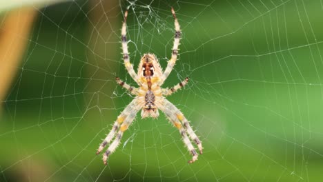 spider weaving web in brighton, east sussex