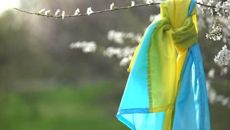 flag-of-ukraine-in-a-flowering-tree-in-the-garden-in-spring.-Ukrainian-patriotic-symbols,-flag-colors.-Independence-and-freedom-concept.