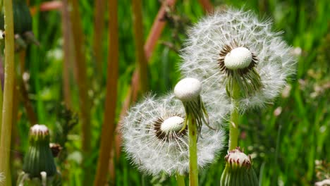 flores silvestres frescas de primavera. dientes de león, primer plano