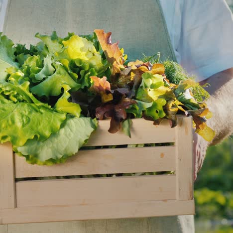 farmer holds a wooden box with fresh lettuce and herbs