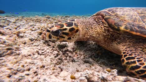 tortuga bajo el agua en el parque nacional de la isla de komodo indonesia