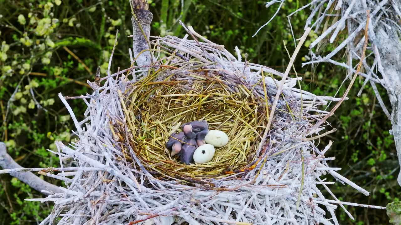 Crías de pequeños pájaros moviéndose en el nido con huevos sin eclosionar en luz cálida