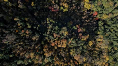 drone shot descending towards the colourful tree tops in autumn, arbúcies, girona, catalonia