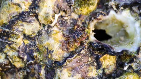 crab interacting with oyster on a beach