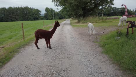 brown and white alpacas jumping and playing on farm