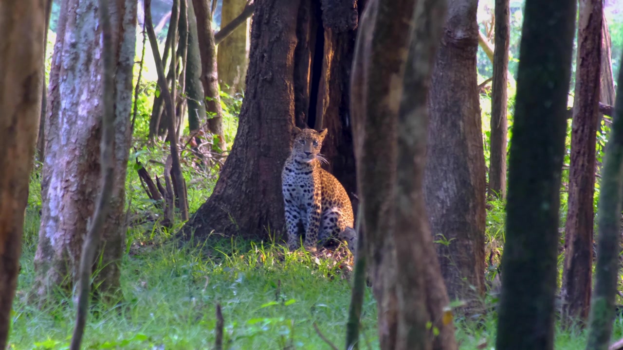 Sri Lanka'daki Wilpattu Milli Parkı'nda vahşi yaşam safarisi sırasında orman ağaçlarının arasında vahşi leopar bir kediyi ısırdı