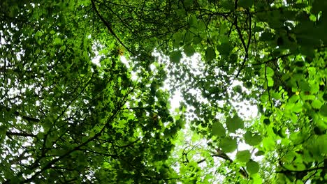 lush green leaves under a forest canopy