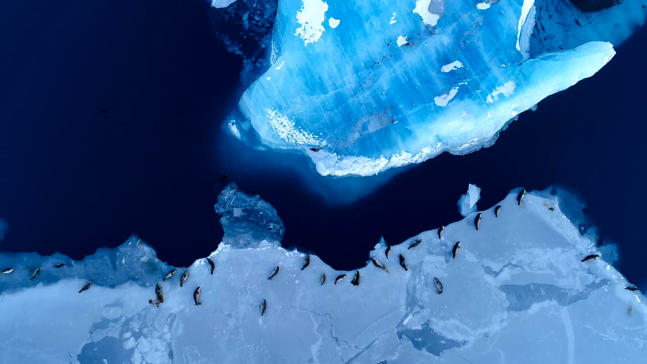 아이슬란드의 하 얼음 위에 있는 해파리 위의 파노라마 공중 풍경 - 해파리들은 푸른 바다 에 있고, 바다에는 해파리가 수영하고 있다.