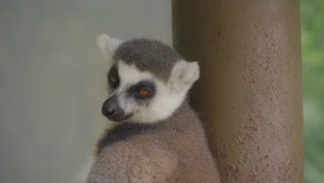 Authentic-scene-of-ring-tailed-lemur-sleeping.-Close-up