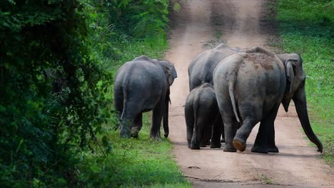 Los-Elefantes-Asiáticos-Son-Especies-En-Peligro-De-Extinción-Y-También-Son-Residentes-De-Tailandia