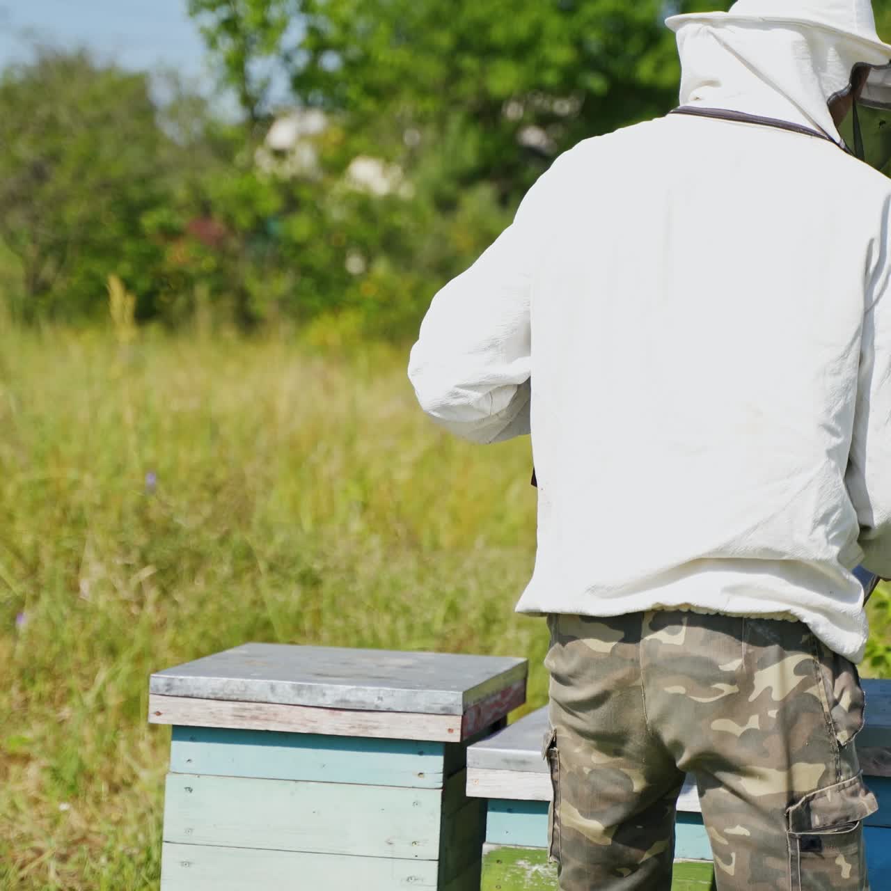 Apiary in the countryside. Beekeeper specialist in protective hat working near wooden beehives in summer. Beekeeping process.