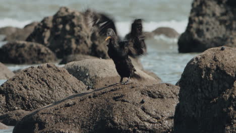 Pied-Shag-Juvenile-Trocknet-Seine-Flügel,-Während-Er-Auf-Felsen-Steht---Breit