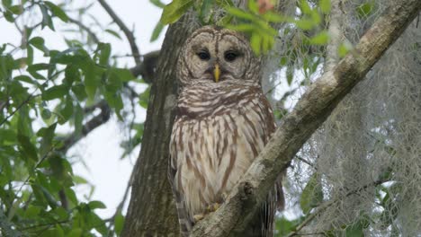 búho barrado sentado en un árbol con la cabeza girada y parpadeando