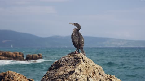 pájaro en una roca en el mar