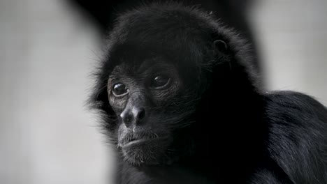 Close-up-portrait-of-a-cute-Spider-monkey-against-a-white-background