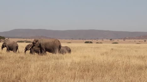 Eine-Familienherde-Afrikanischer-Elefanten-Durchstreift-Die-Ebenen-Der-Serengeti-In-Tansania-In-Zeitlupe