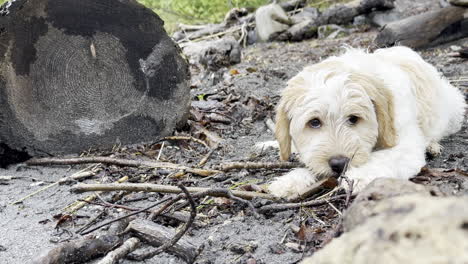 primer plano de un perro jugando en la orilla en un día lluvioso