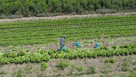 Aerial-Shot-Of-Cabbage-Field-at-Sdot-Negev,-Israel