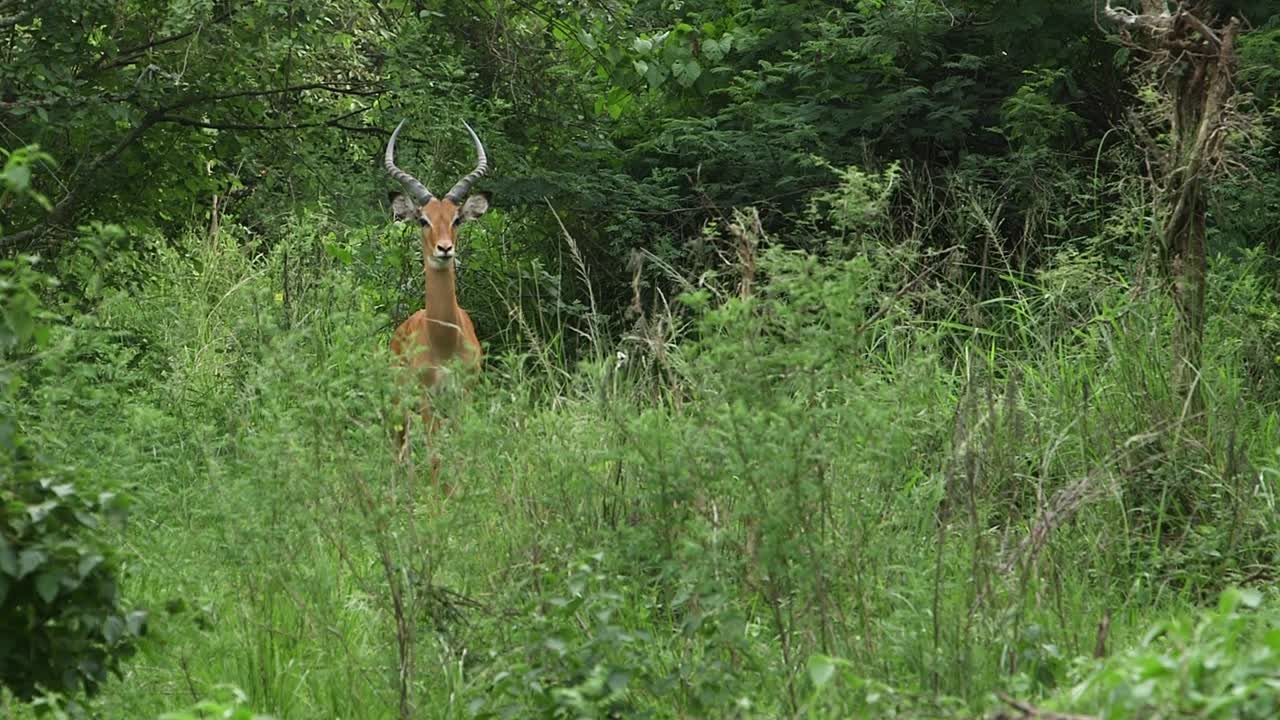 Un impala maschio con corna a forma di lira sta all'erta nell'erba verde alta, poi scappa via nella fitta boscaglia. Fauna selvatica safari africana, di giorno.
