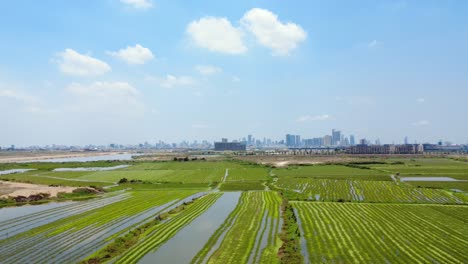 Cambodian capital metropolis, rice fields farmland, urban expansion