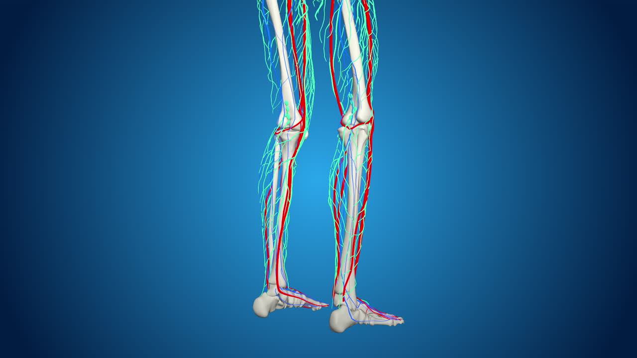 Human Leg Anatomy with Bones and Blood Vessels