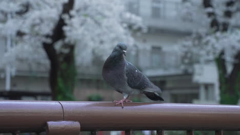 view of a pigeon on the fence in a park in tokyo, japan - close up