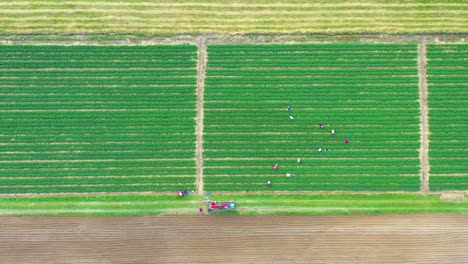 Aerial,-Flight-Above-Rural-Countryside-Landscape-With-Growing-Corn-Field-Morning-Sunrise