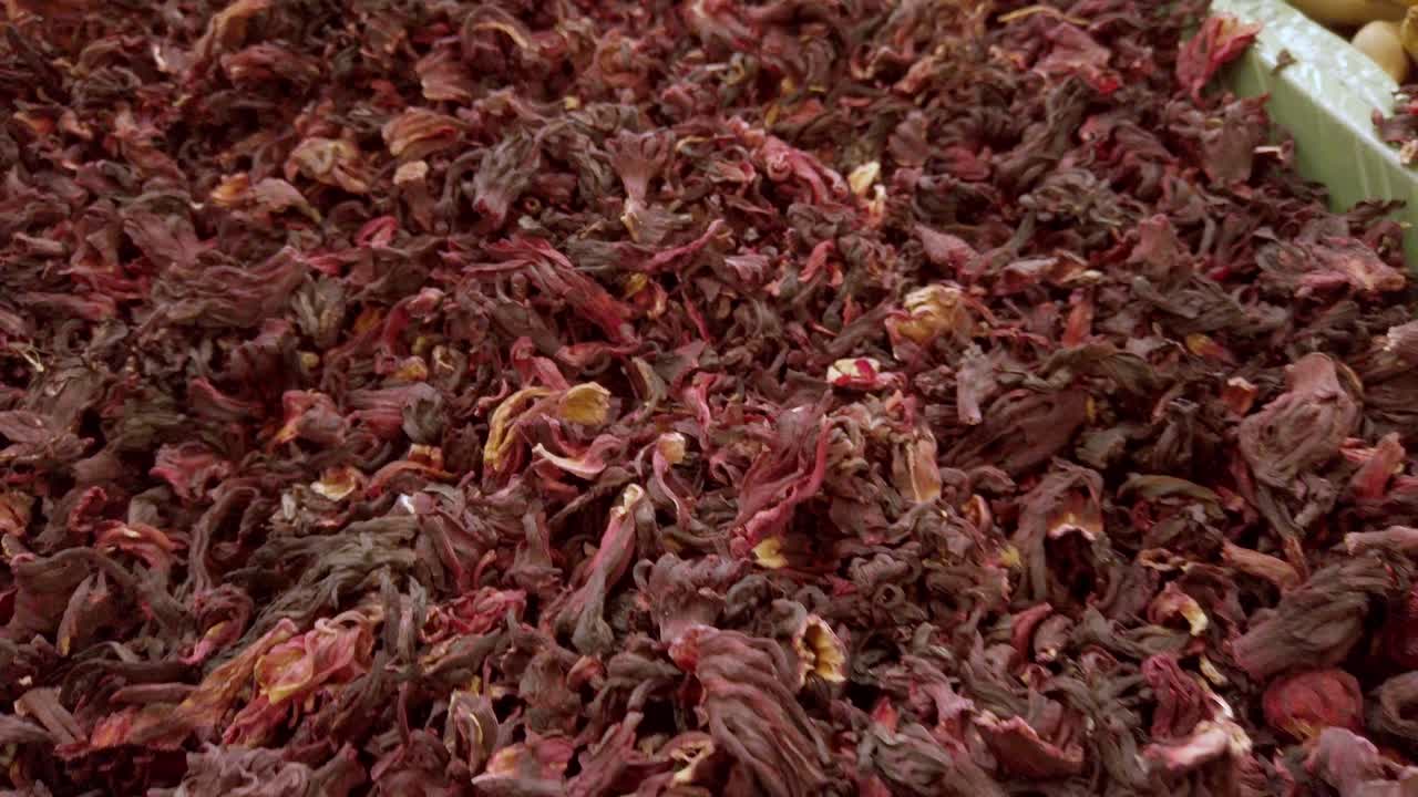 Pan down shot of red roselle (Hibiscus sabdariffa) flowering plant, close up shot
