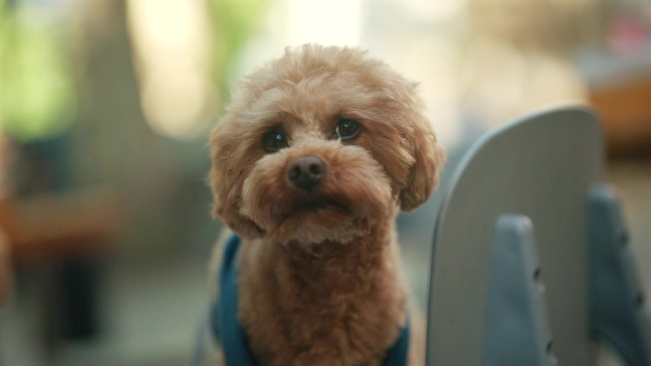 Piccolo cane dal pelo riccio che indossa una pettorina blu, si guarda intorno seduto su una sedia.