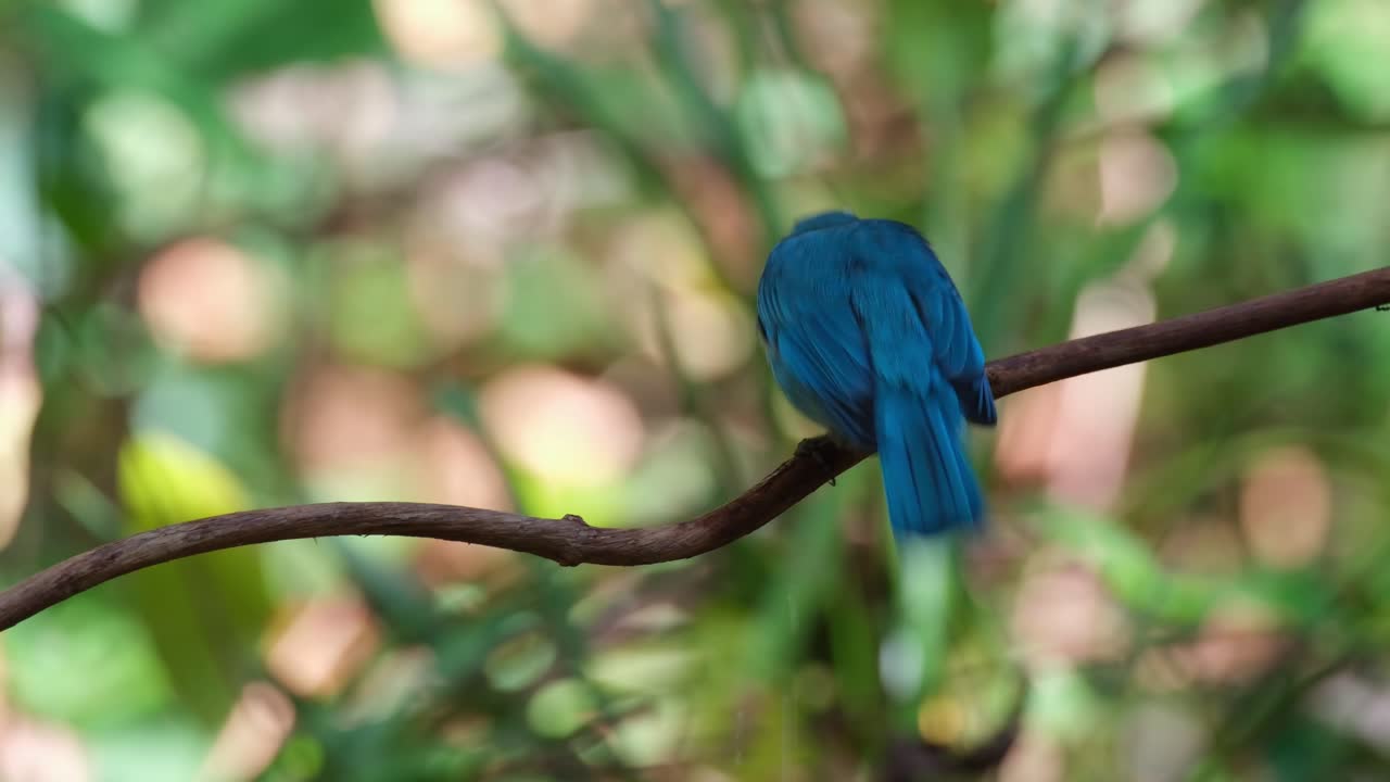 이 새가 숲 속의 새 욕조에서 물방울로 목욕을 즐기는 것을 보여주는 카메라 슬라이드 오른쪽, 베르디터 플라이캐처 유미야스 탈라시누스, 태국