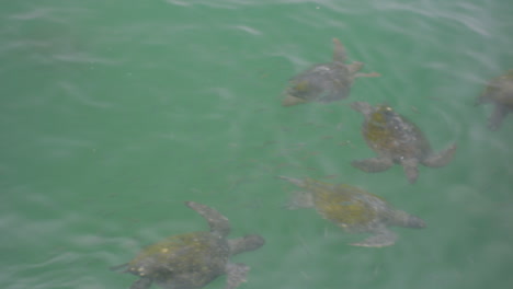 general shot, turtles on the beach of mancora peru.