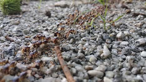 a large group of red termites are moving on a rocky ground surface during the day