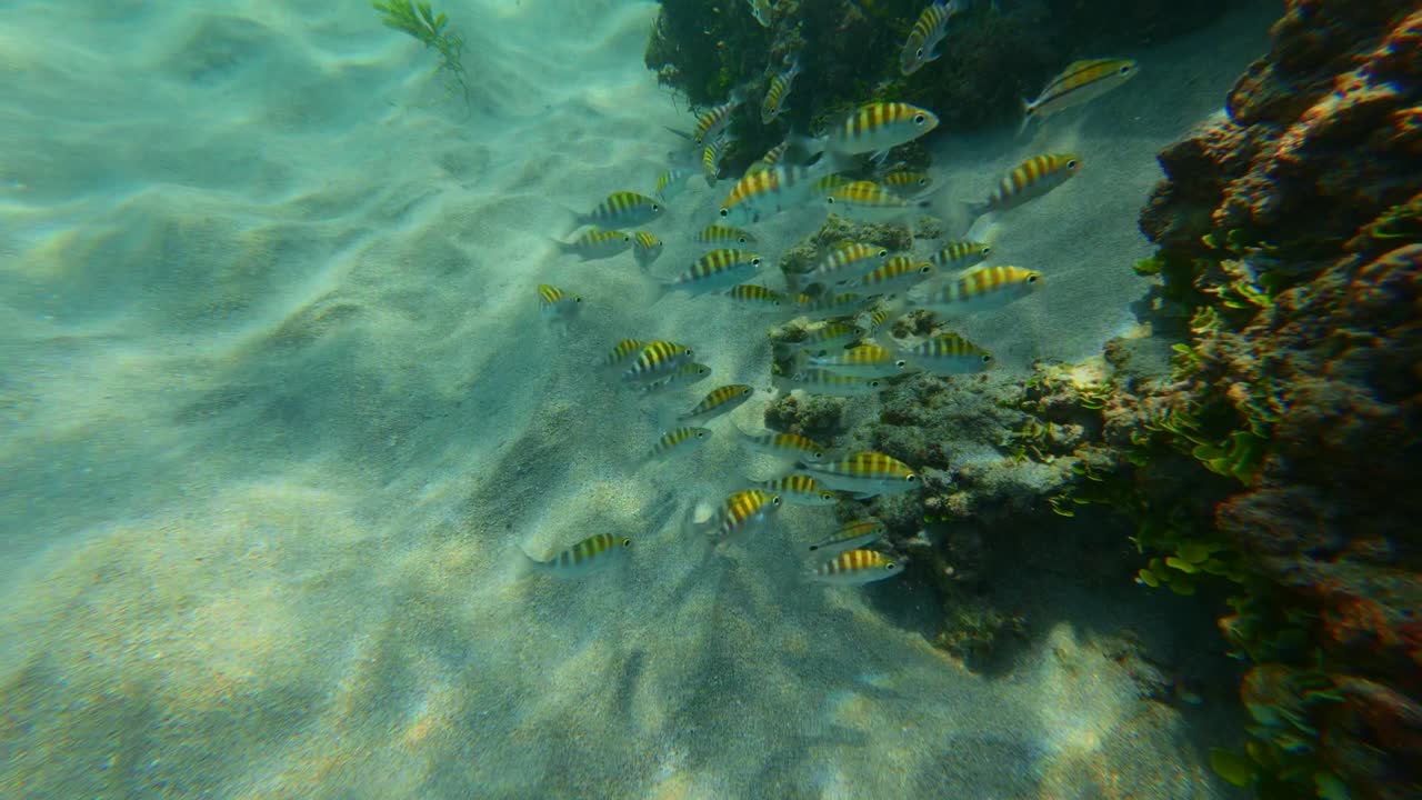 Abbondante fauna marina, scene subacquee a Tenacatita, Jalisco, Messico. Ripresa POV