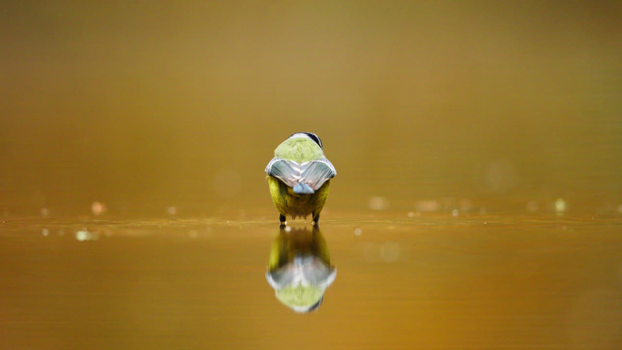 푸른 이 연못에서 술을 마시고
