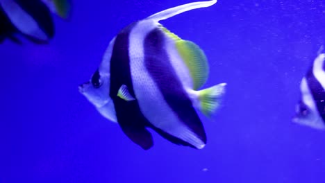 angelfish in an aquarium