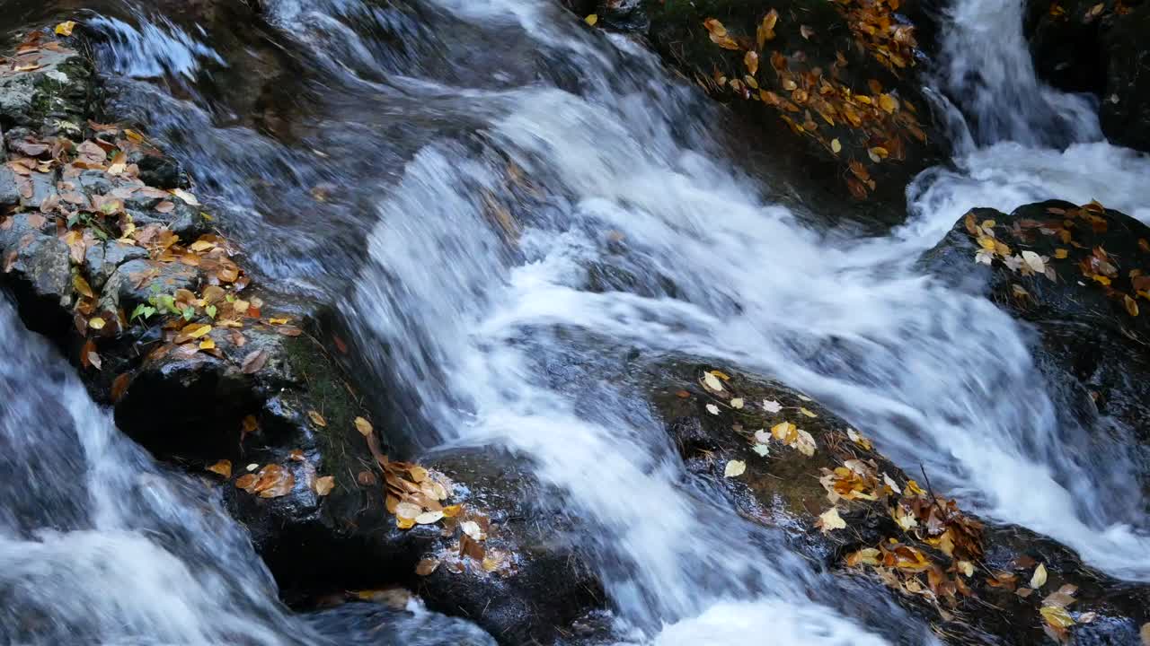 Rushing downward stream flows over rocks covered in fallen autumn leaves at Aber Falls waterfall in South Wales UK, showcasing natural motion, water texture, and scenic forest setting