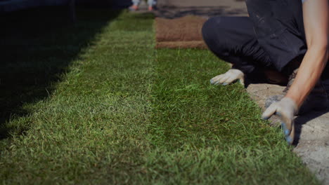 a team of workers lays a rolled lawn in the yard of the house