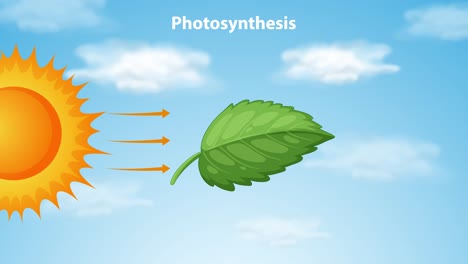 representa la luz solar, el agua, el co2 y la formación de glucosa.