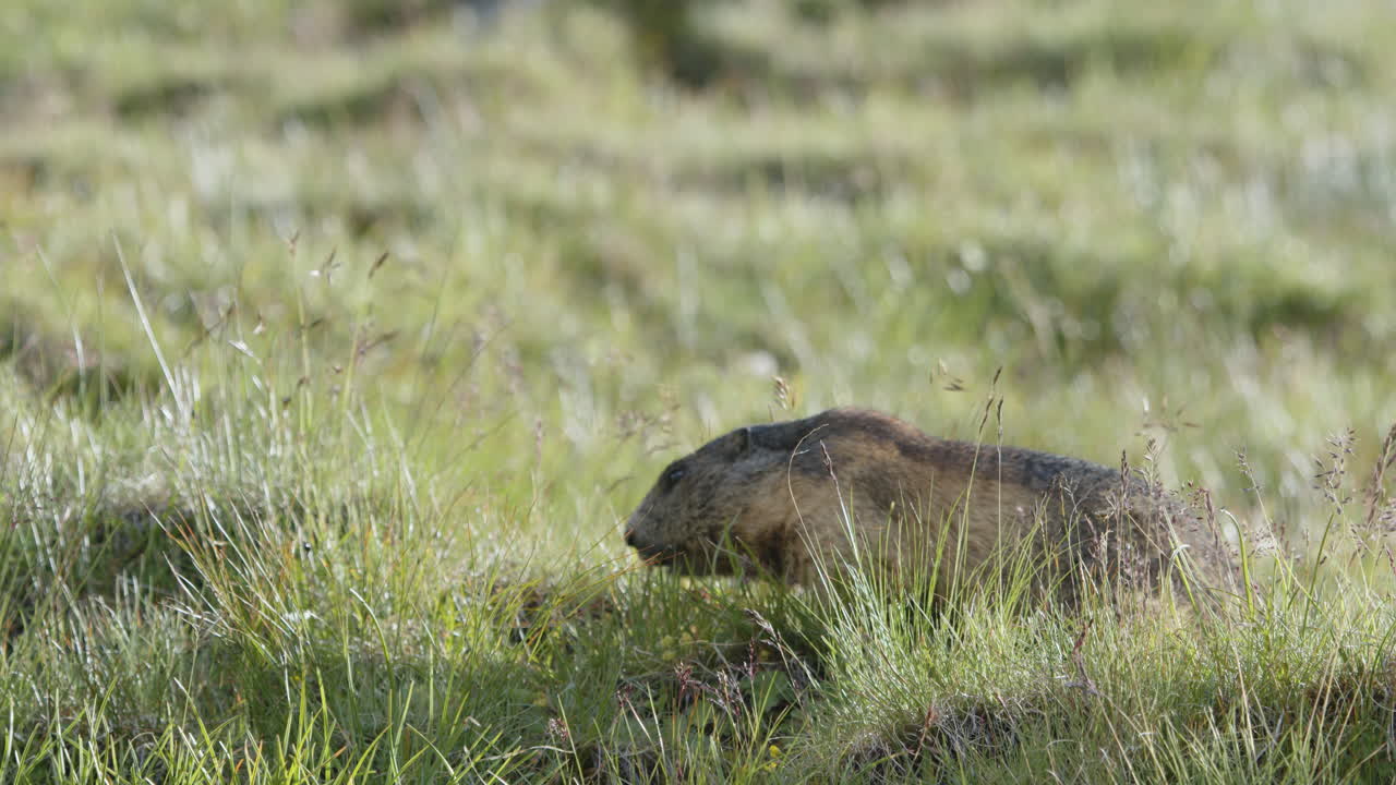 Dağda çimlerde oturan marmot.