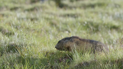 Marmot-sitting-in-grass-on-a-mountain.