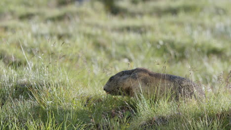 marmot sitting in grass on a mountain.