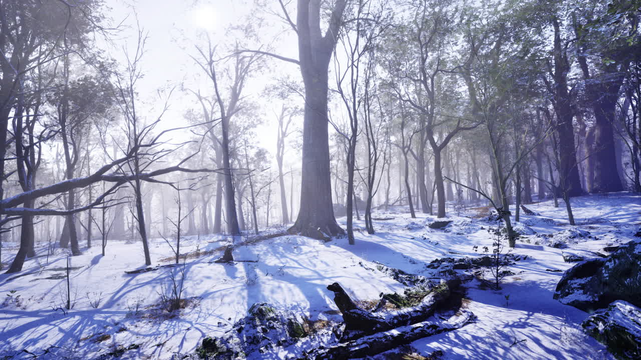 Winter dawn casts a serene glow over a tranquil snowy forest landscape